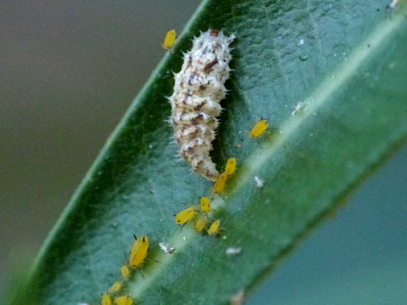 Larve di Syrphidae distruttrici di Aphis nerii